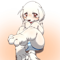 Size: 1500x1500 | Tagged: suggestive, artist:tsuchinoko dash, oc:fuyuki shirata, canid, dog, mammal, anthro, boy, cub, male, plantigrade, solo boy, solo cub, solo male, young, colored, digital, blep, blushing, briefs, clothing, floppy ear, fur, kemono, kemoshota, solo, tongue out, topless, underwear, white fur