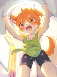Size: 1528x2048 | Tagged: safe, artist:piporinton, canid, dog, mammal, anthro, boy, cub, male, solo boy, solo cub, solo male, young, apron, blushing, brown eyes, clothing, fang, fur, kemono, kemoshota, orange fur, solo, spats, tail, teeth, white fur
